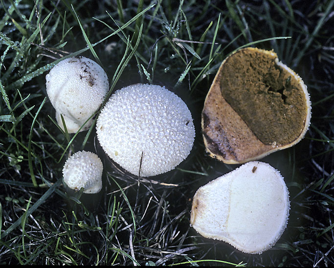 Vascellum lloydianum